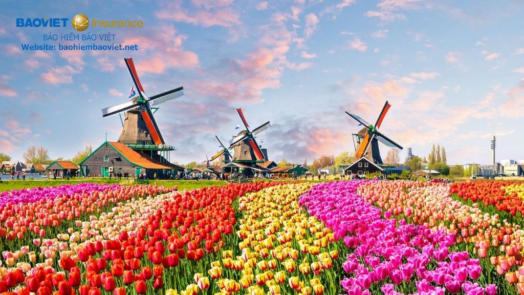 bao hiem y te du lich ha lan 2